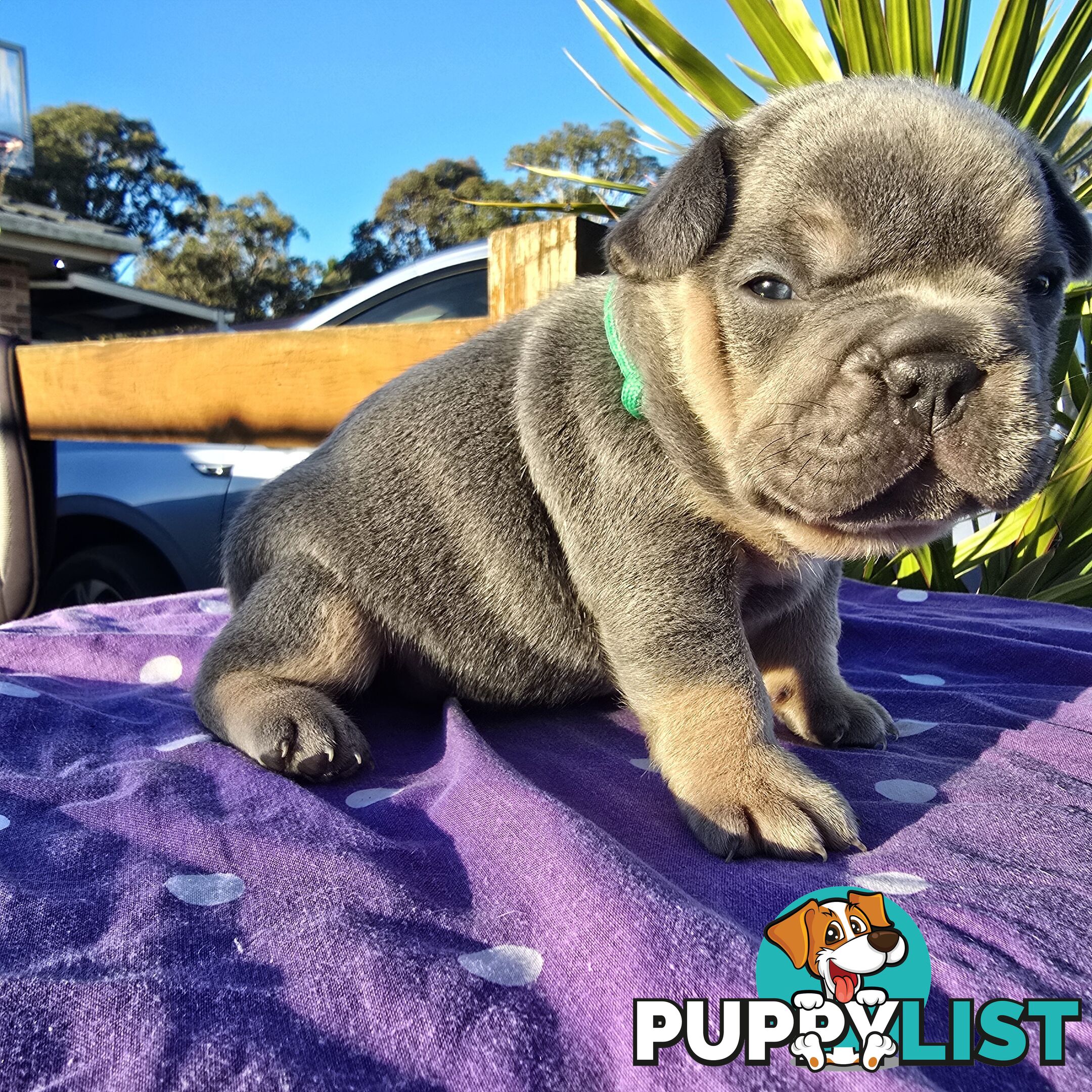 French puppys