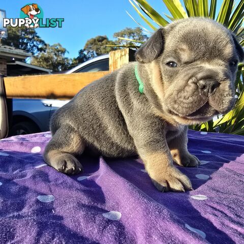 French puppys