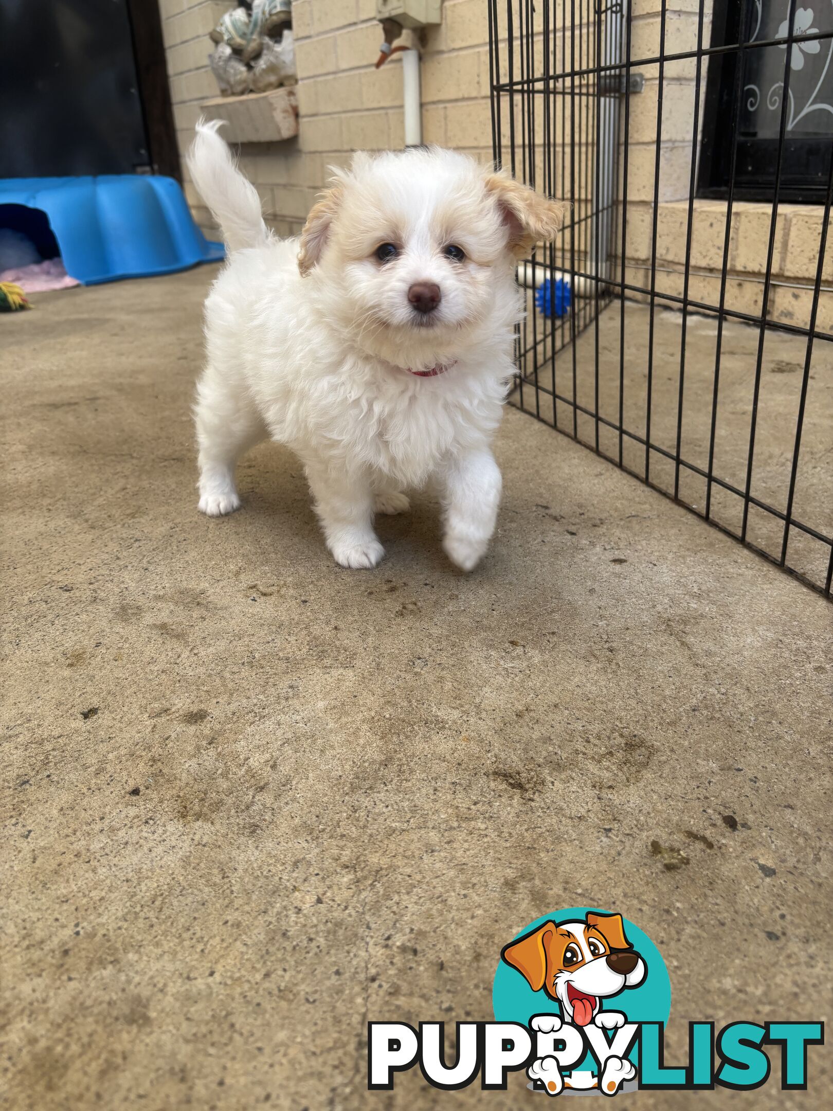 Poodle X Pomeranian Puppies