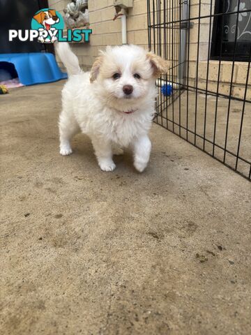 Poodle X Pomeranian Puppies