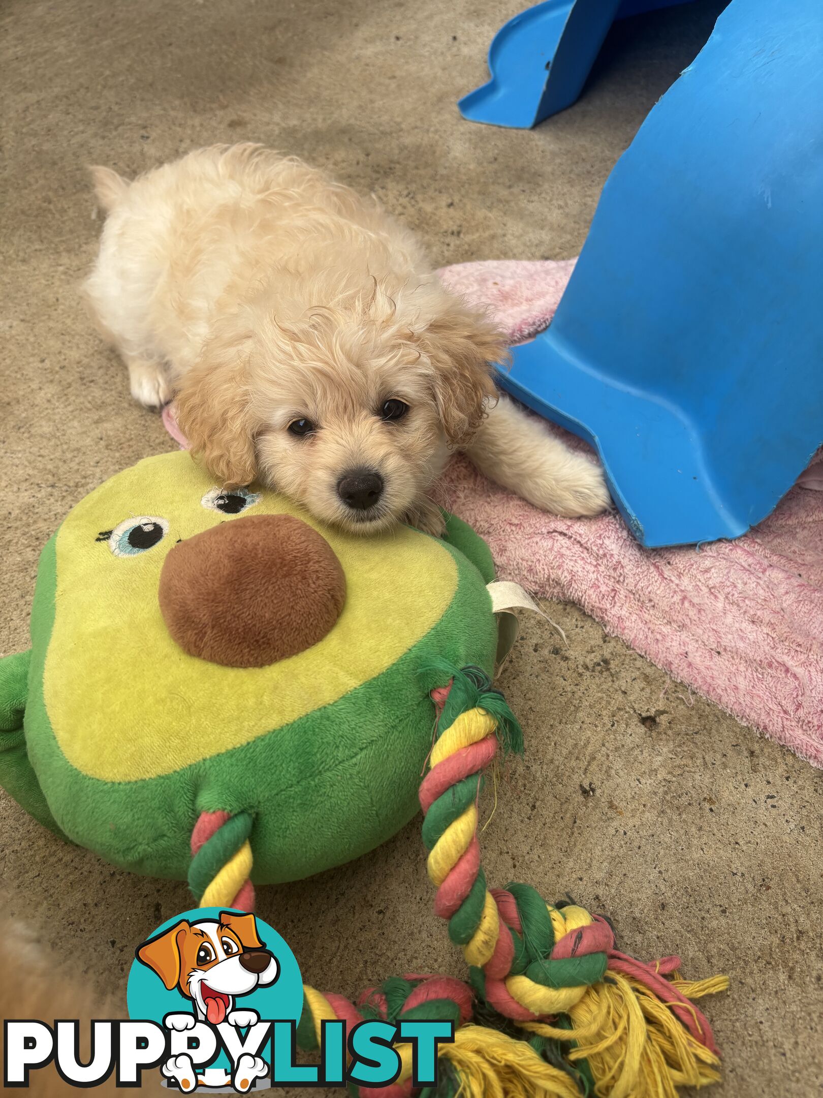 Poodle X Pomeranian Puppies