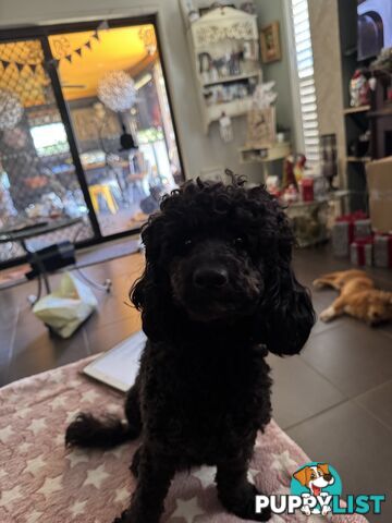 Poodle X Pomeranian Puppies