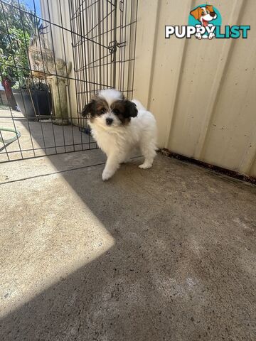 Poodle X Pomeranian Puppies