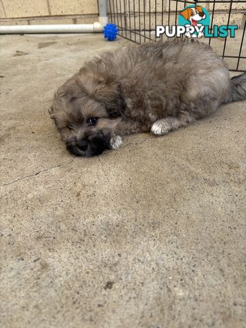 Poodle X Pomeranian Puppies