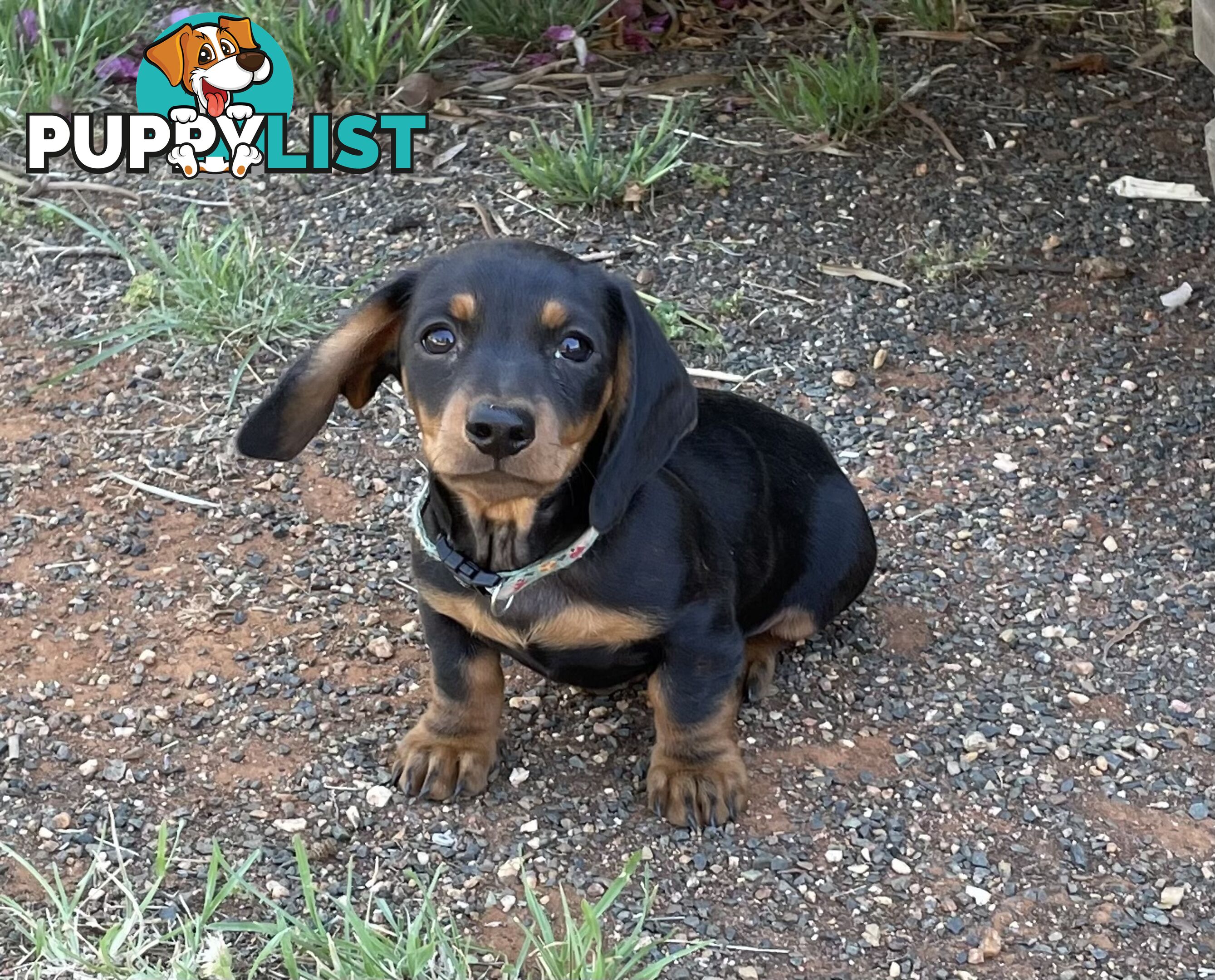 Male mini Dachshunds