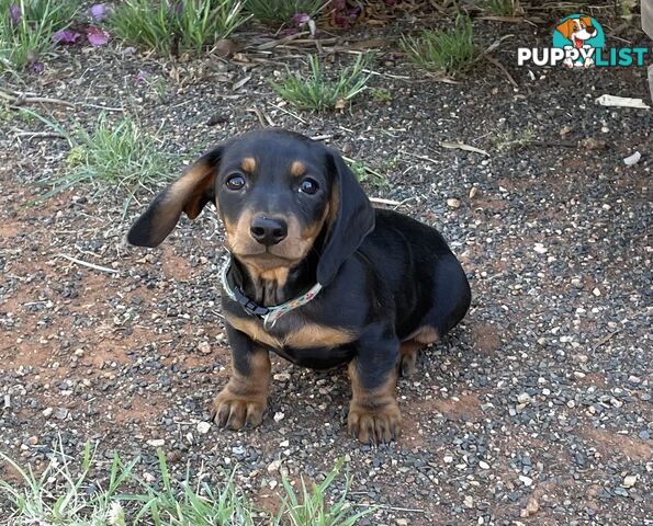 Male mini Dachshunds