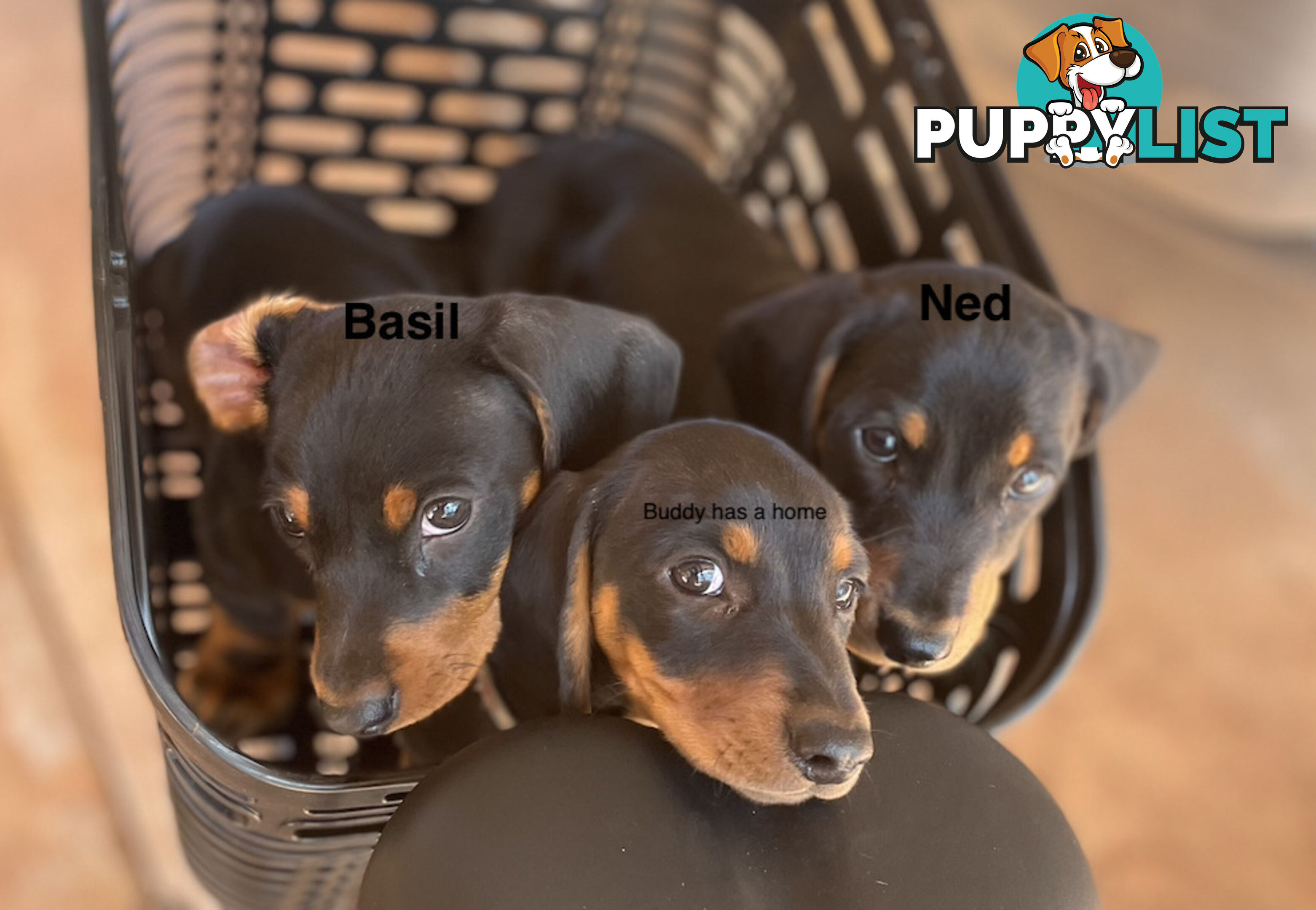 2 x Male mini  Black &amp; Tan Dachshunds