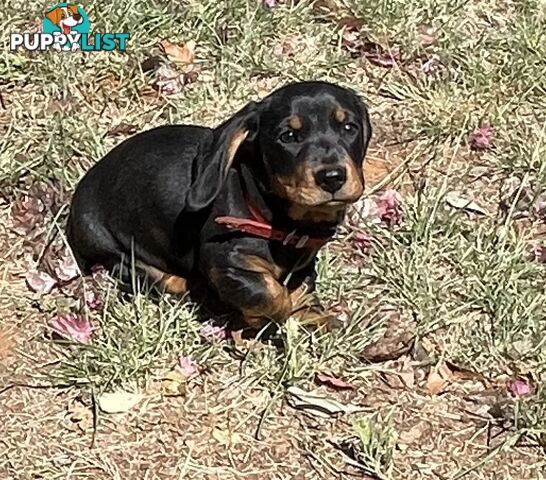 2 x Male mini Dachshunds