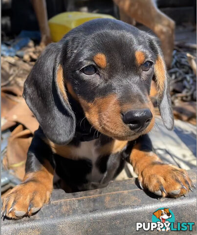 2 x Male mini Dachshunds