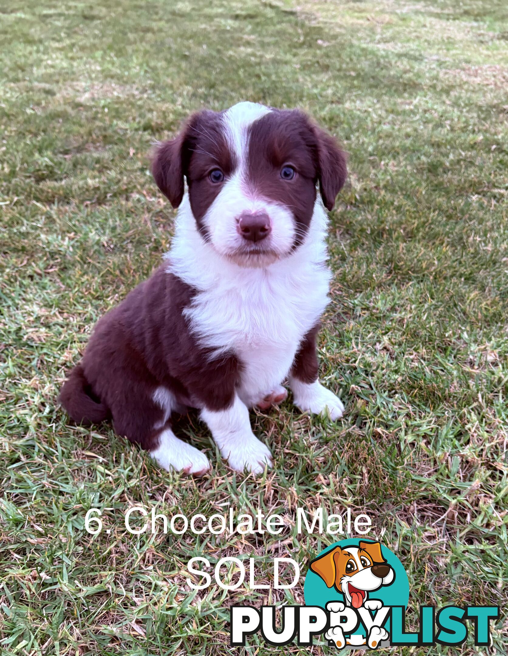 Purebred Long Hair Border Collies