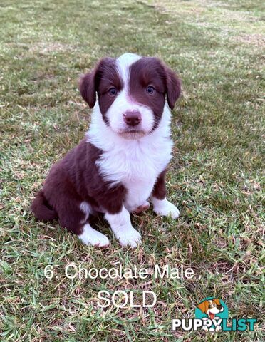 Purebred Long Hair Border Collies