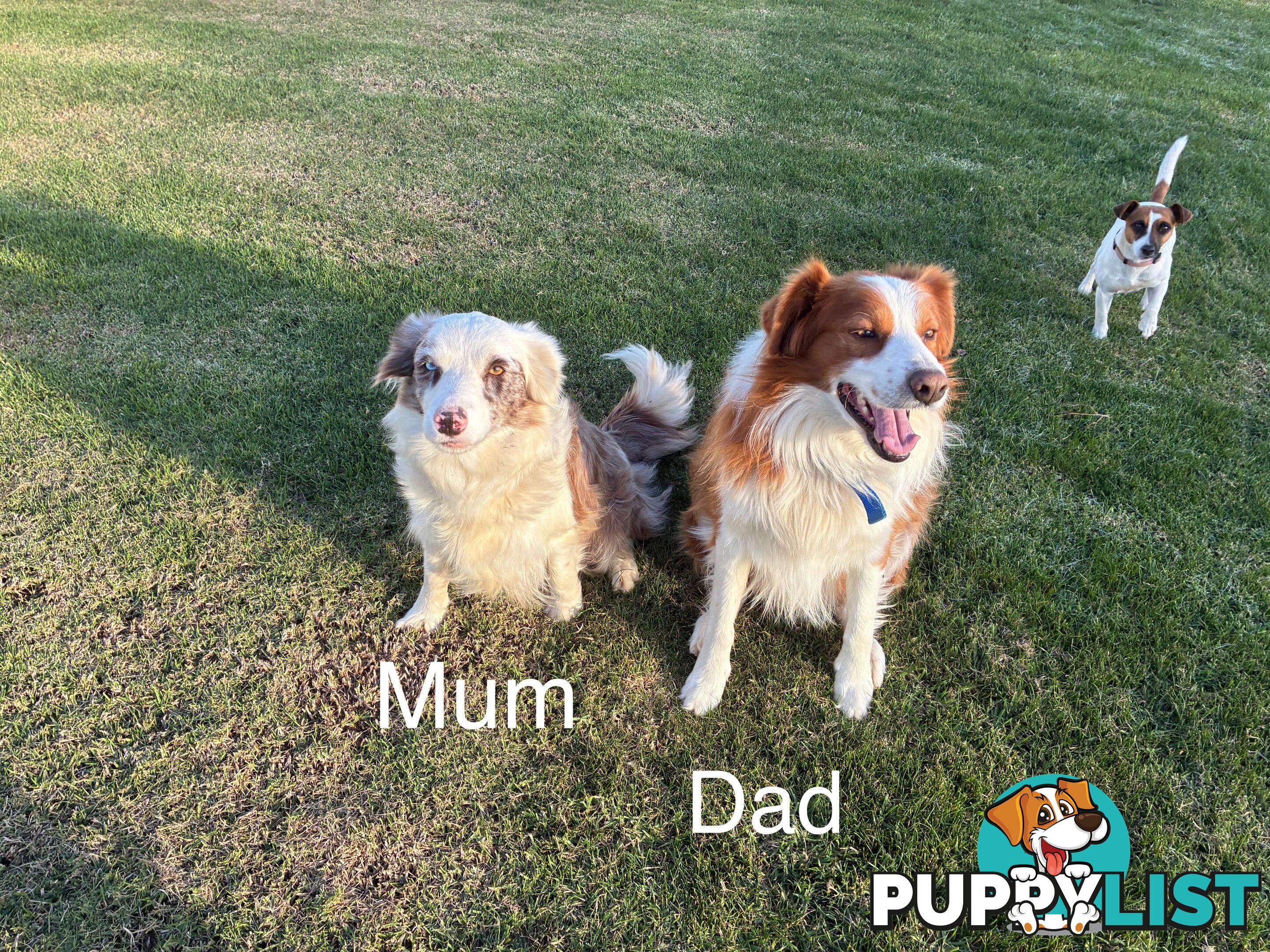Purebred Long Hair Border Collies