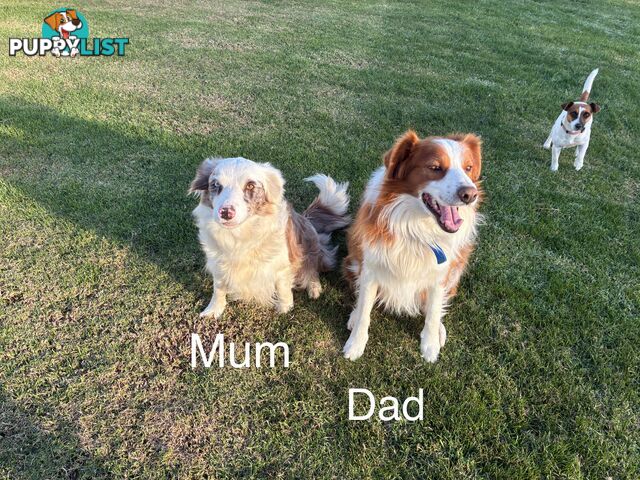 Purebred Long Hair Border Collies