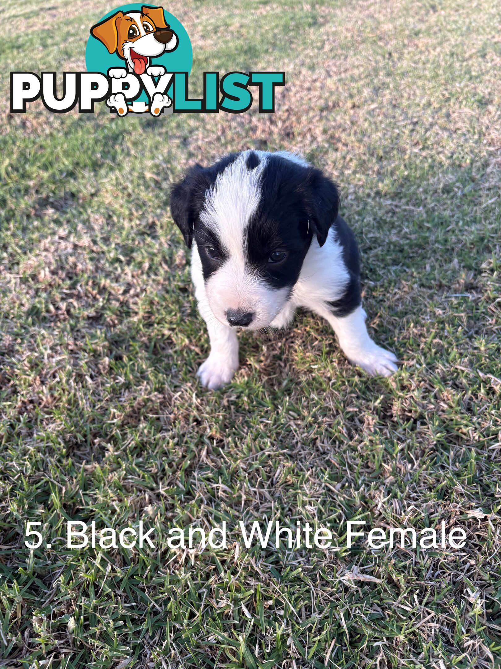 Purebred Long Hair Border Collies