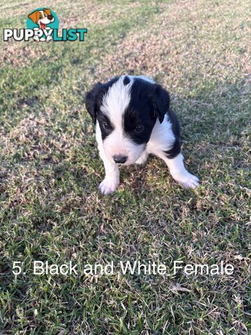 Purebred Long Hair Border Collies