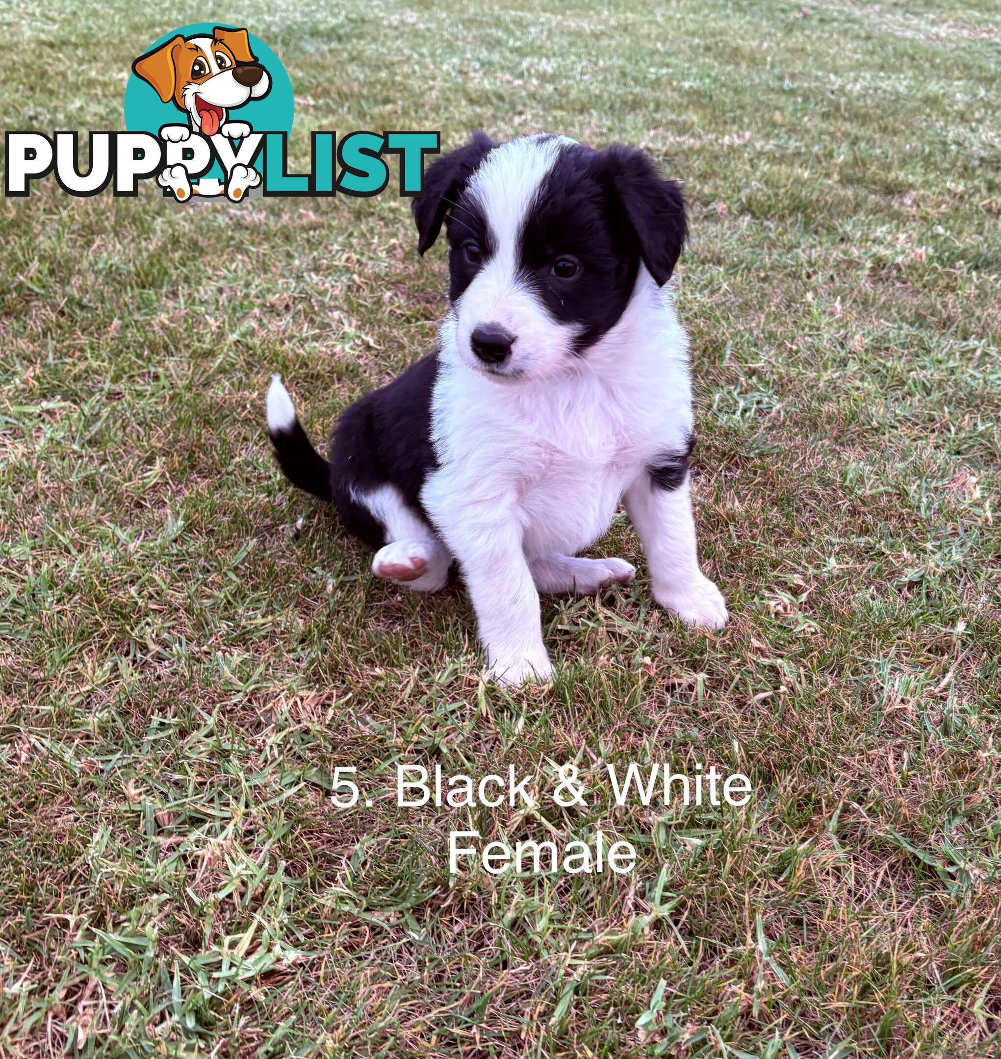 Purebred Long Hair Border Collies