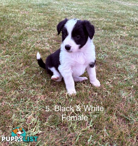 Purebred Long Hair Border Collies