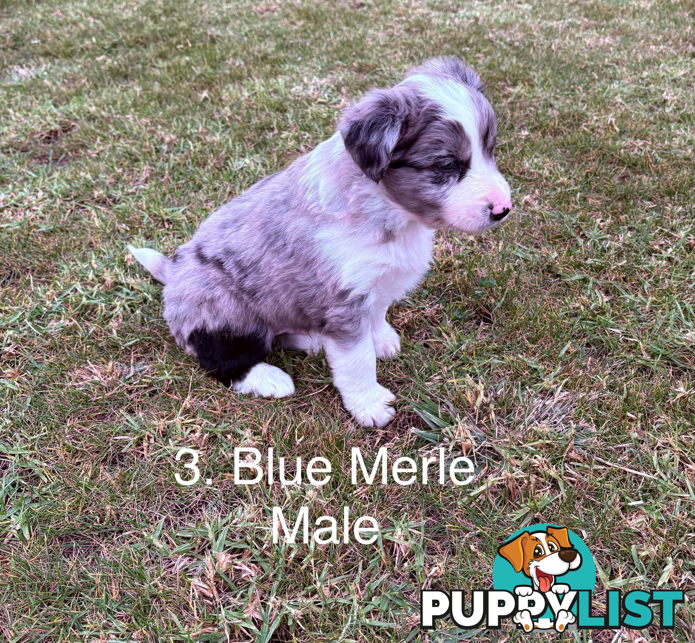 Purebred Long Hair Border Collies