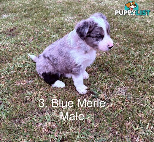 Purebred Long Hair Border Collies