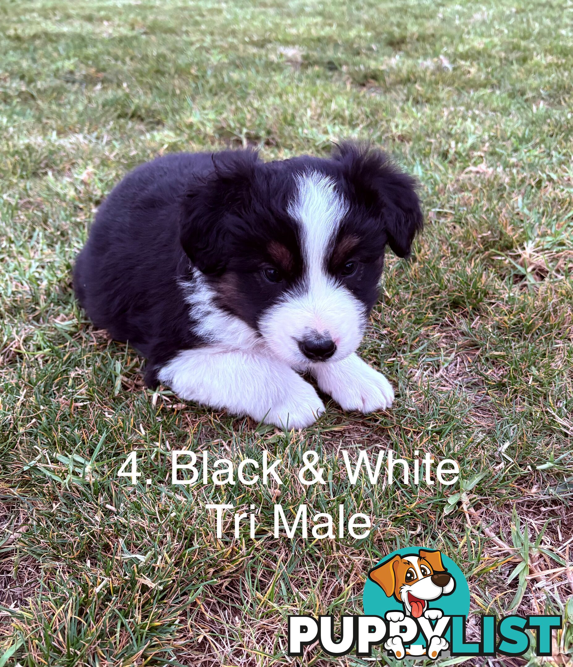 Purebred Long Hair Border Collies