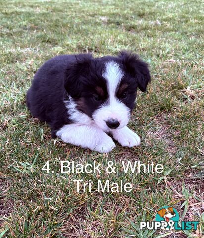 Purebred Long Hair Border Collies