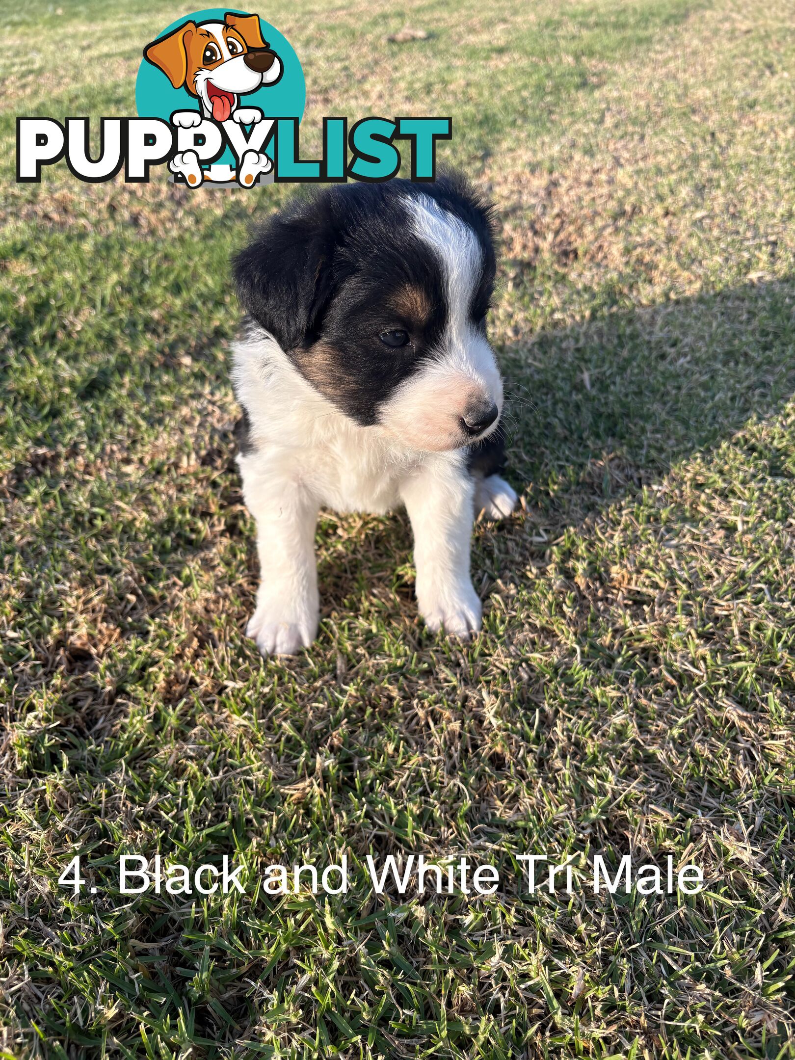 Purebred Long Hair Border Collies