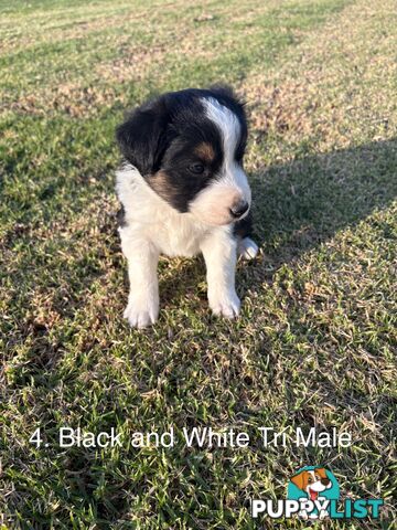 Purebred Long Hair Border Collies