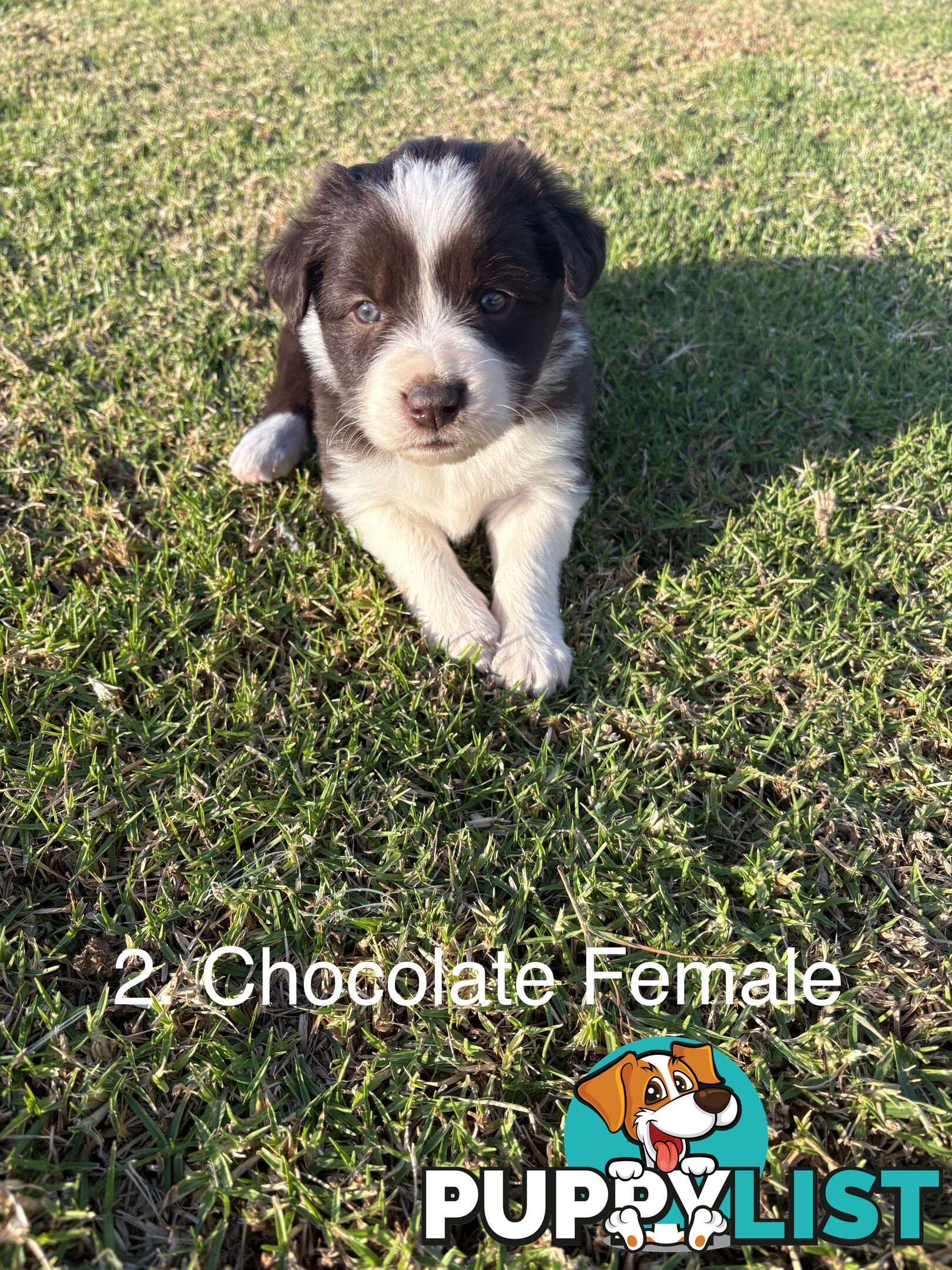 Purebred Long Hair Border Collies