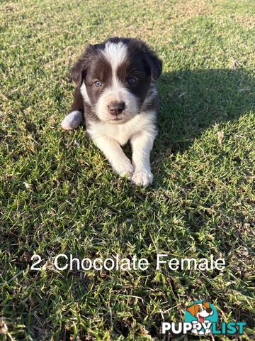 Purebred Long Hair Border Collies