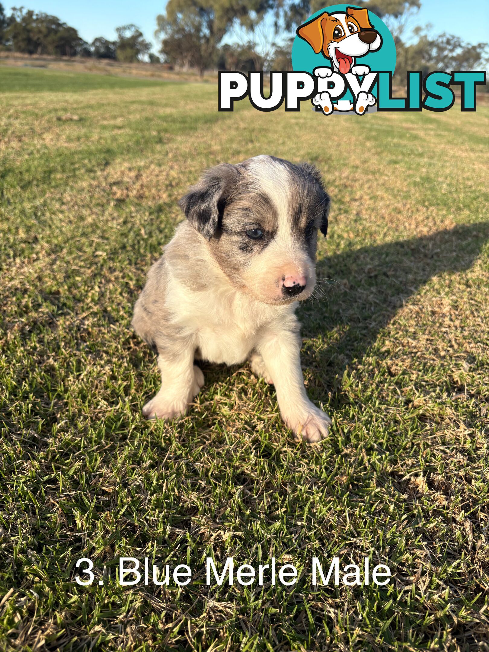 Purebred Long Hair Border Collies