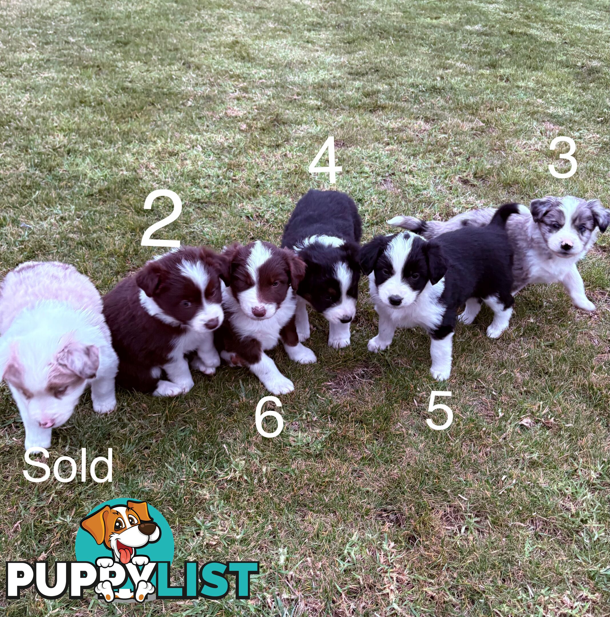 Purebred Long Hair Border Collies