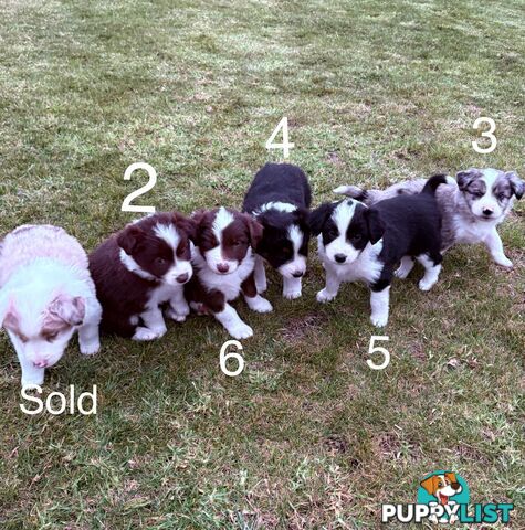 Purebred Long Hair Border Collies