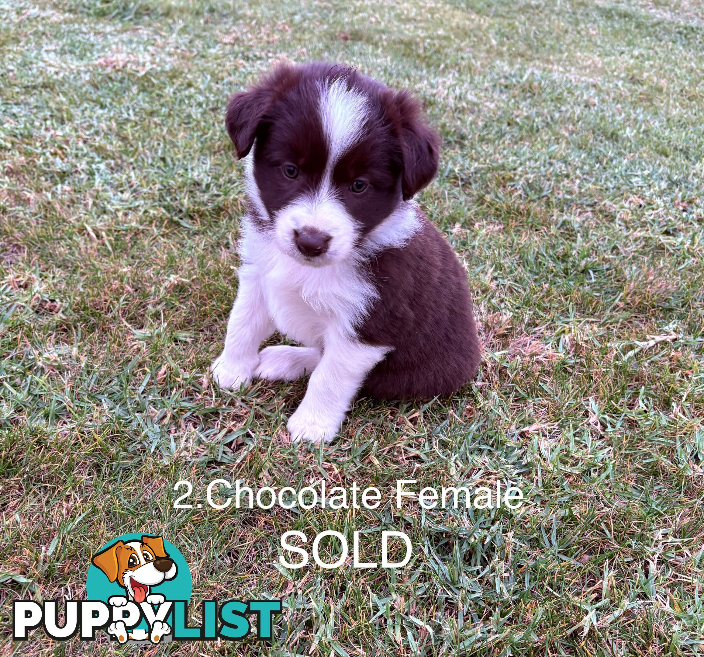 Purebred Long Hair Border Collies