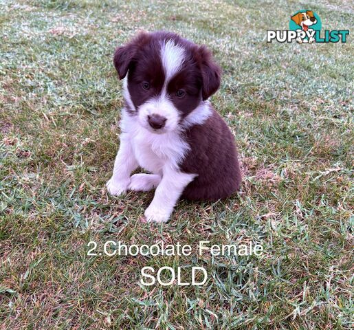 Purebred Long Hair Border Collies