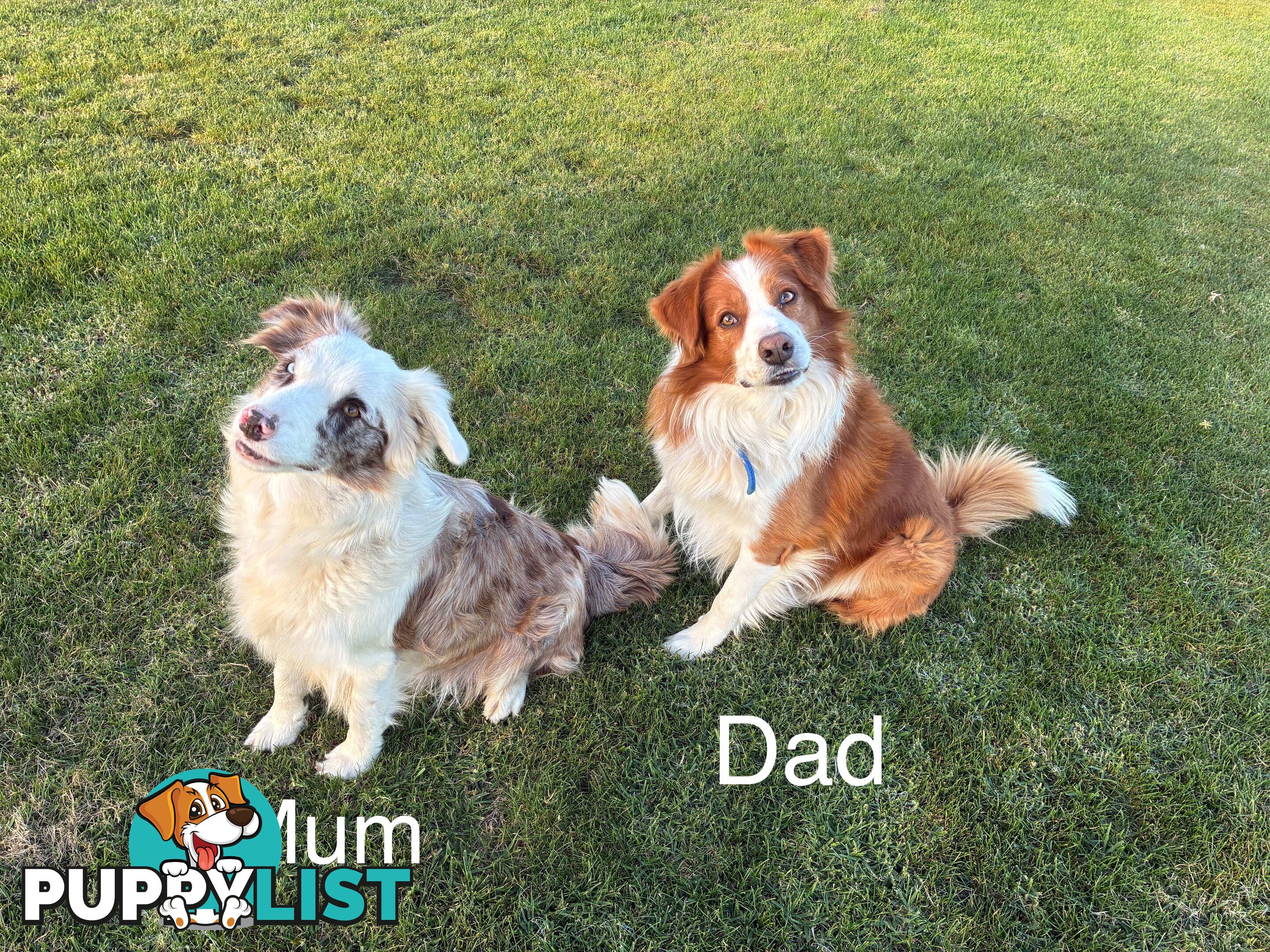 Purebred Long Hair Border Collies