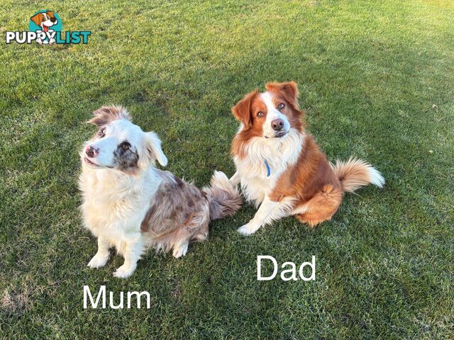 Purebred Long Hair Border Collies