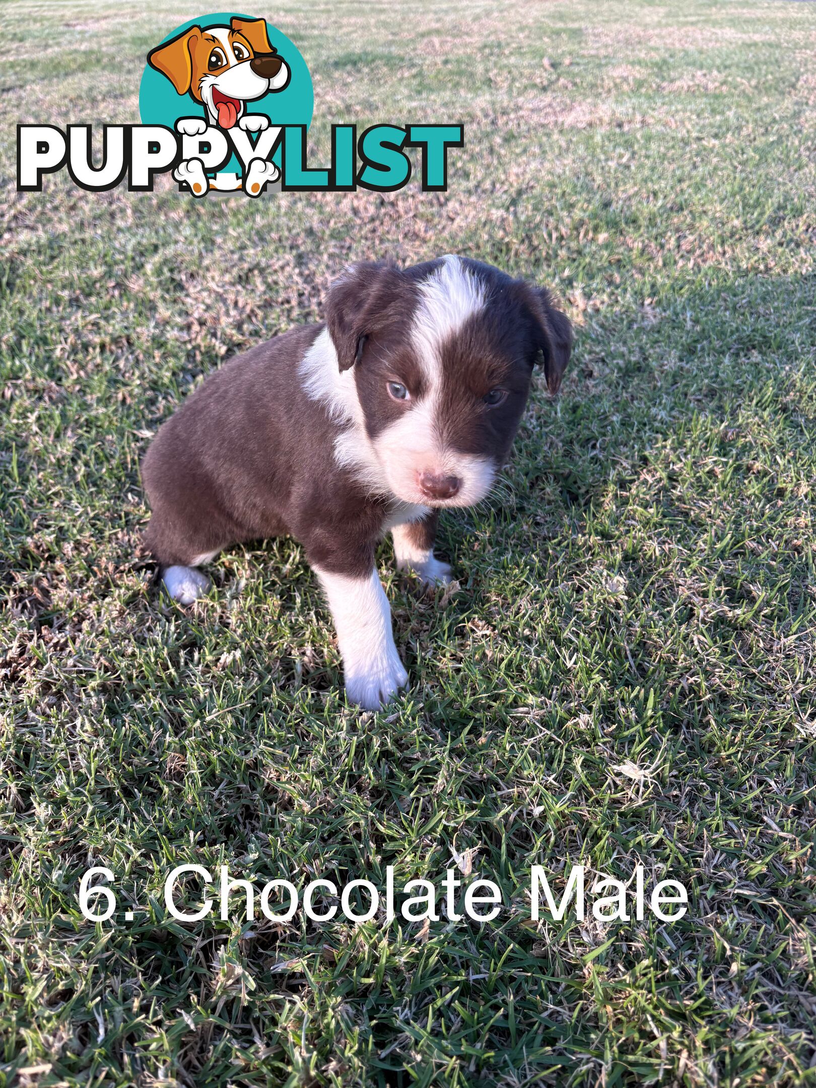 Purebred Long Hair Border Collies