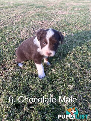 Purebred Long Hair Border Collies