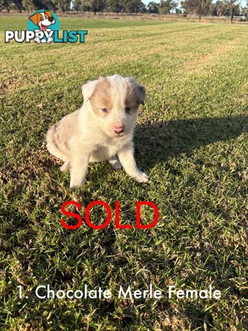 Purebred Long Hair Border Collies