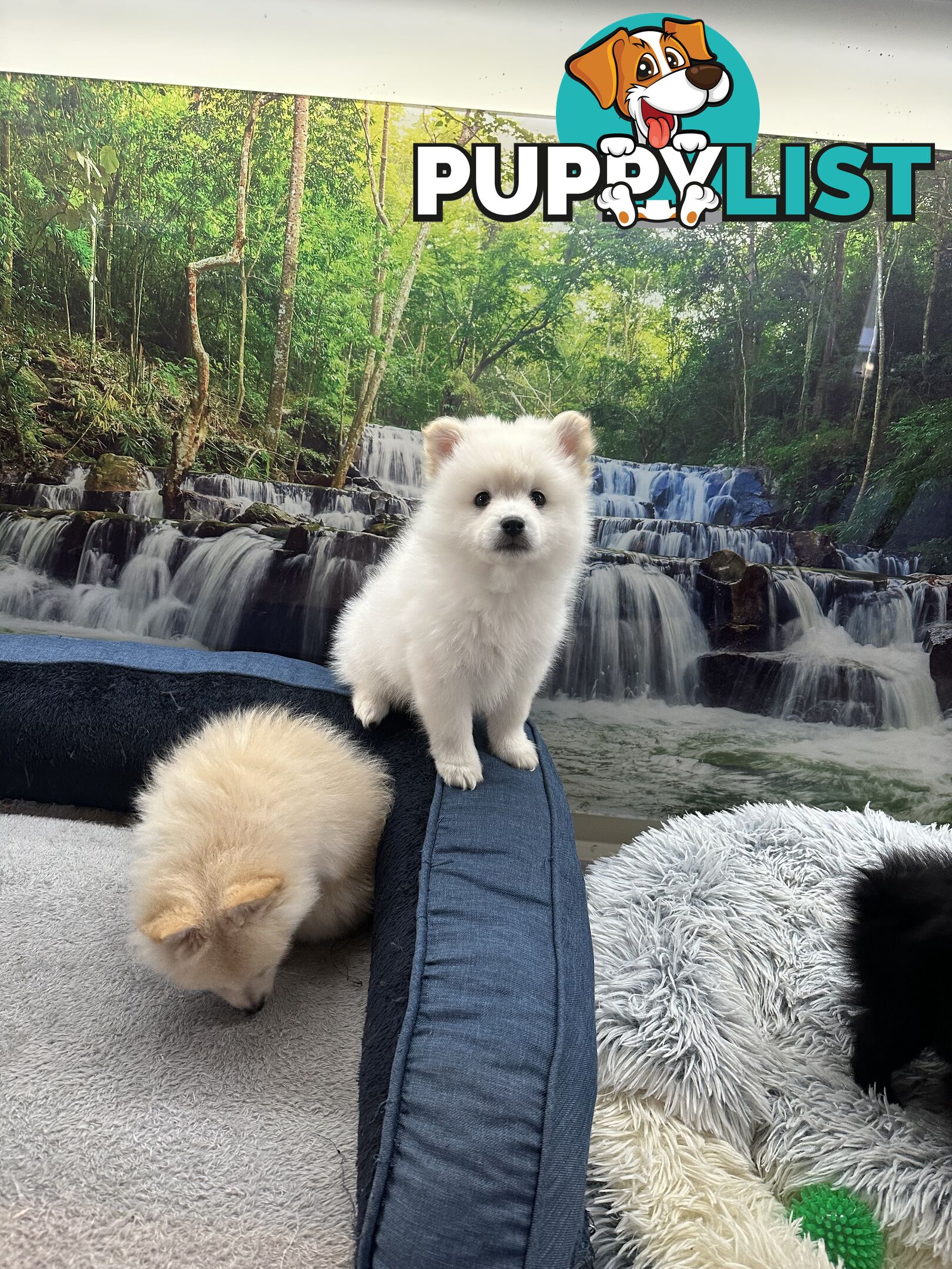 Purebred German Spitz $1,500