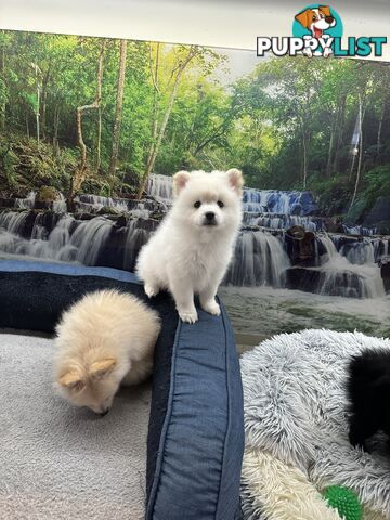 Purebred German Spitz $1,500