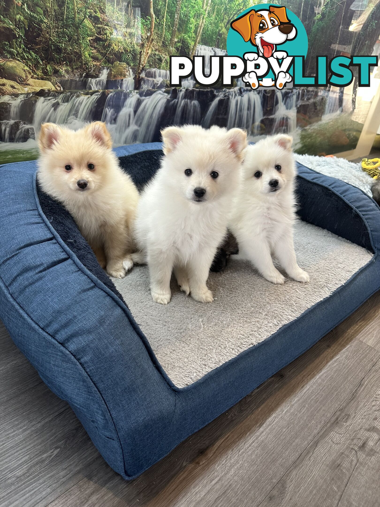 Purebred German Spitz $1,500
