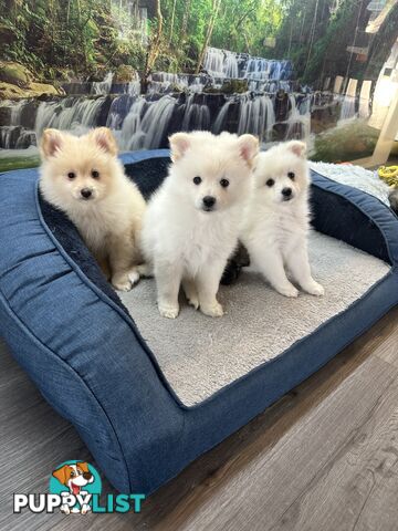 Purebred German Spitz $1,500