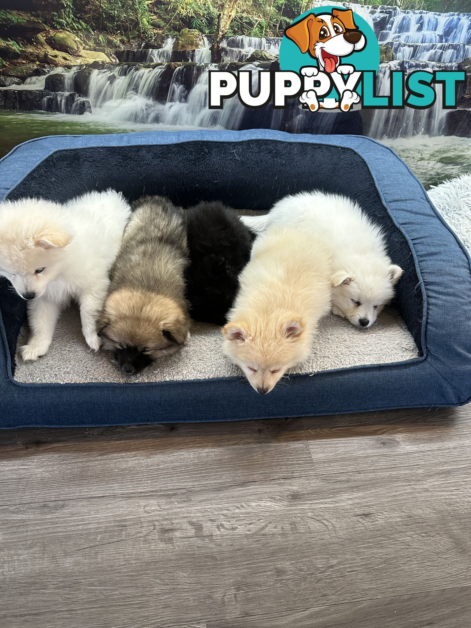 Purebred German Spitz $1,500