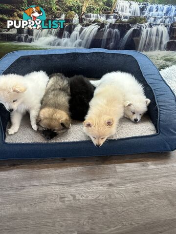 Purebred German Spitz $1,500