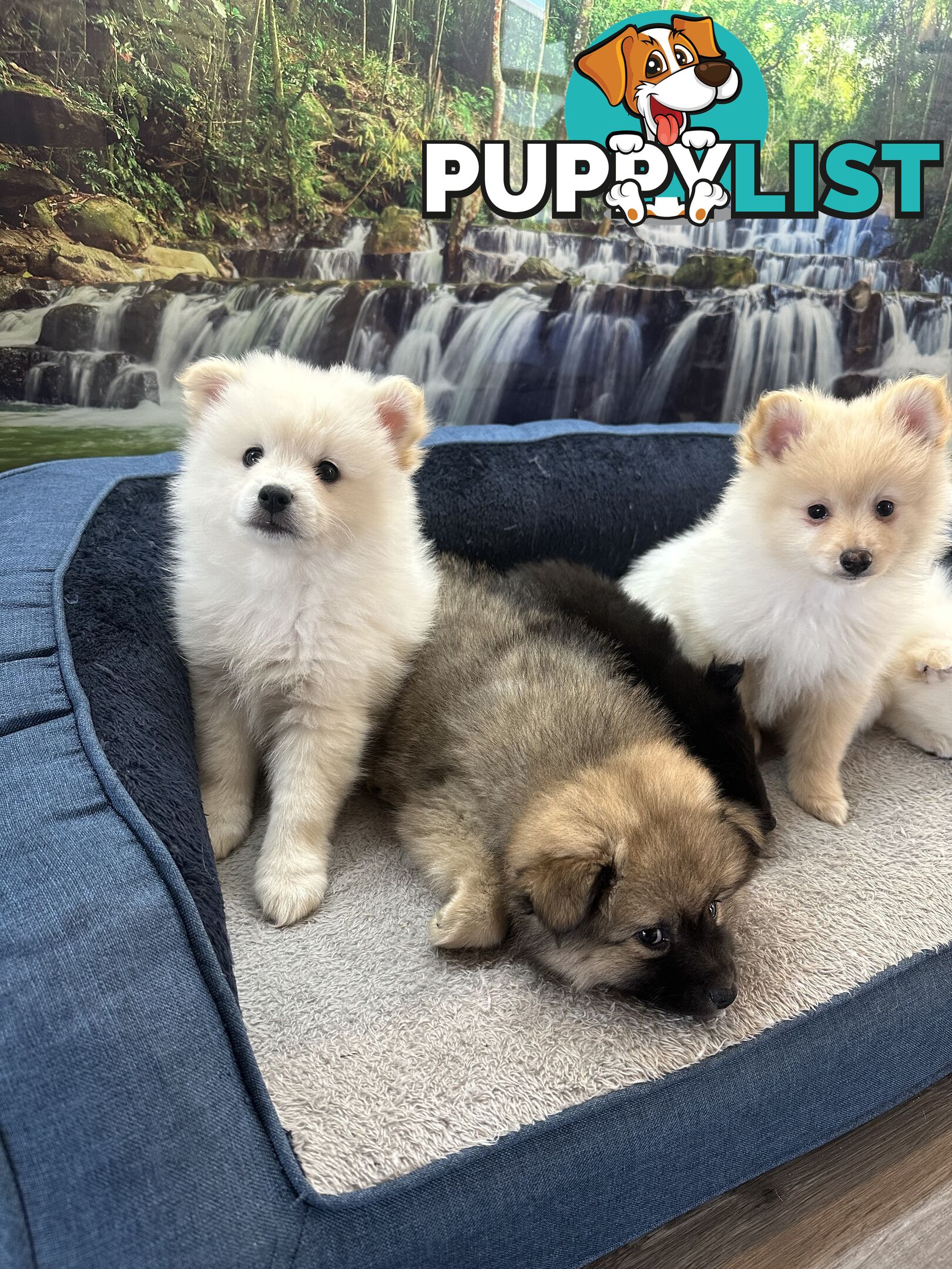 Purebred German Spitz $1,500