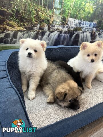 Purebred German Spitz $1,500