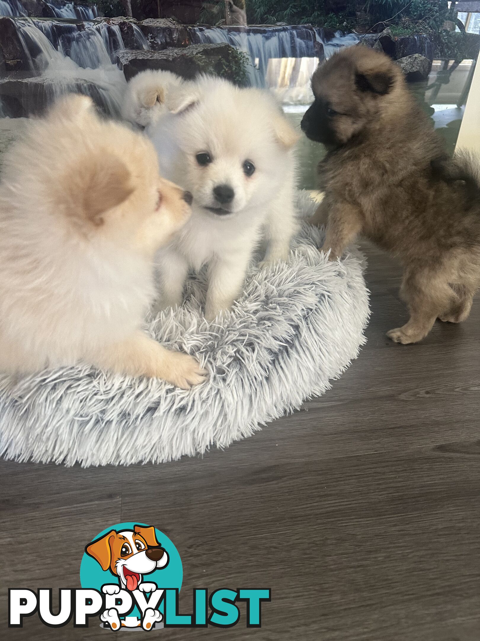 Purebred German Spitz $1,500
