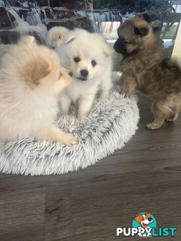 Purebred German Spitz $1,500