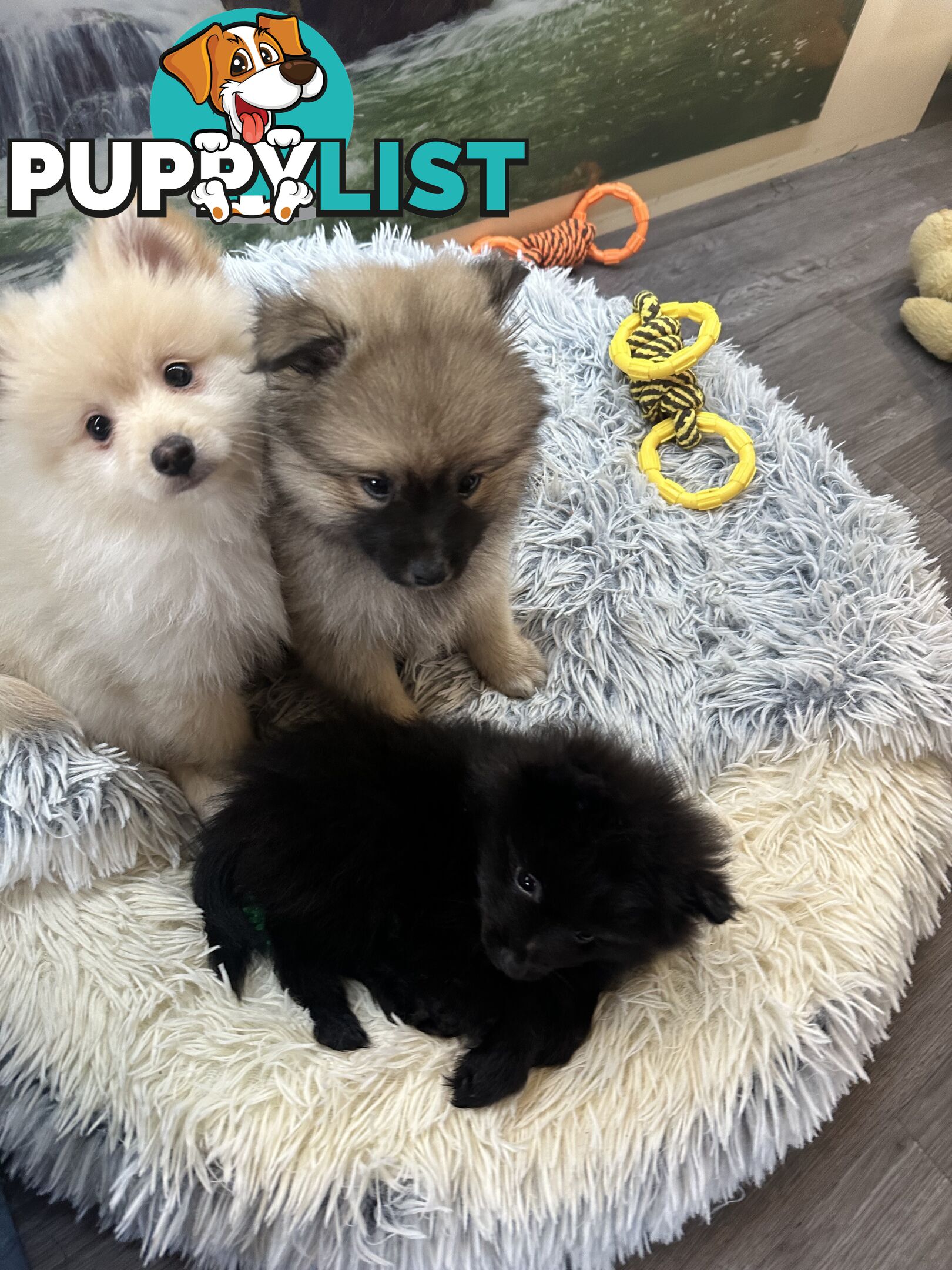 Purebred German Spitz $1,500